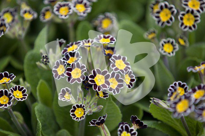 bloemen en planten vvbvanbree     1109